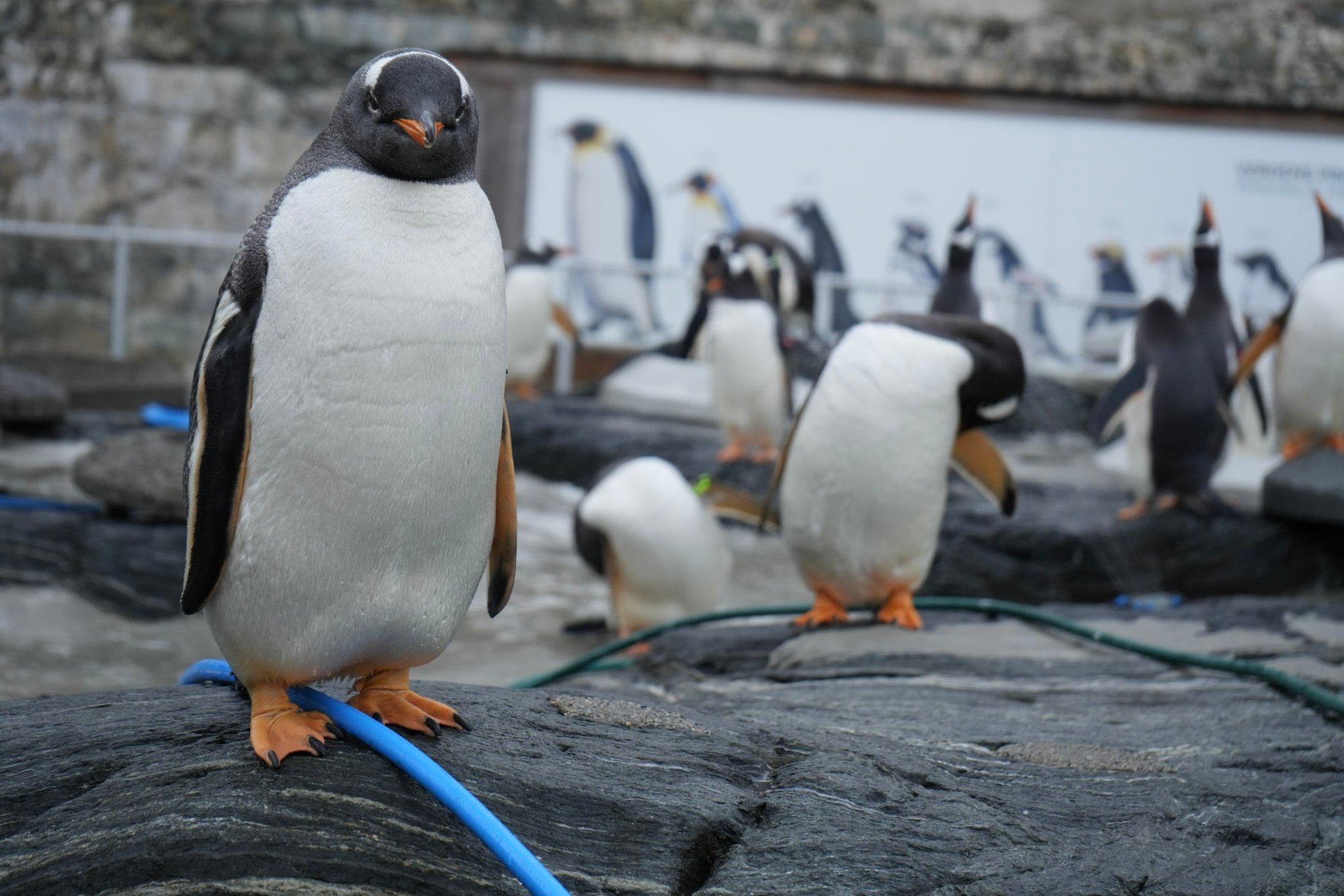 Apriil-Akvariet i Bergen-Boklansering-Pingviner sure mandariner og søte miner-1